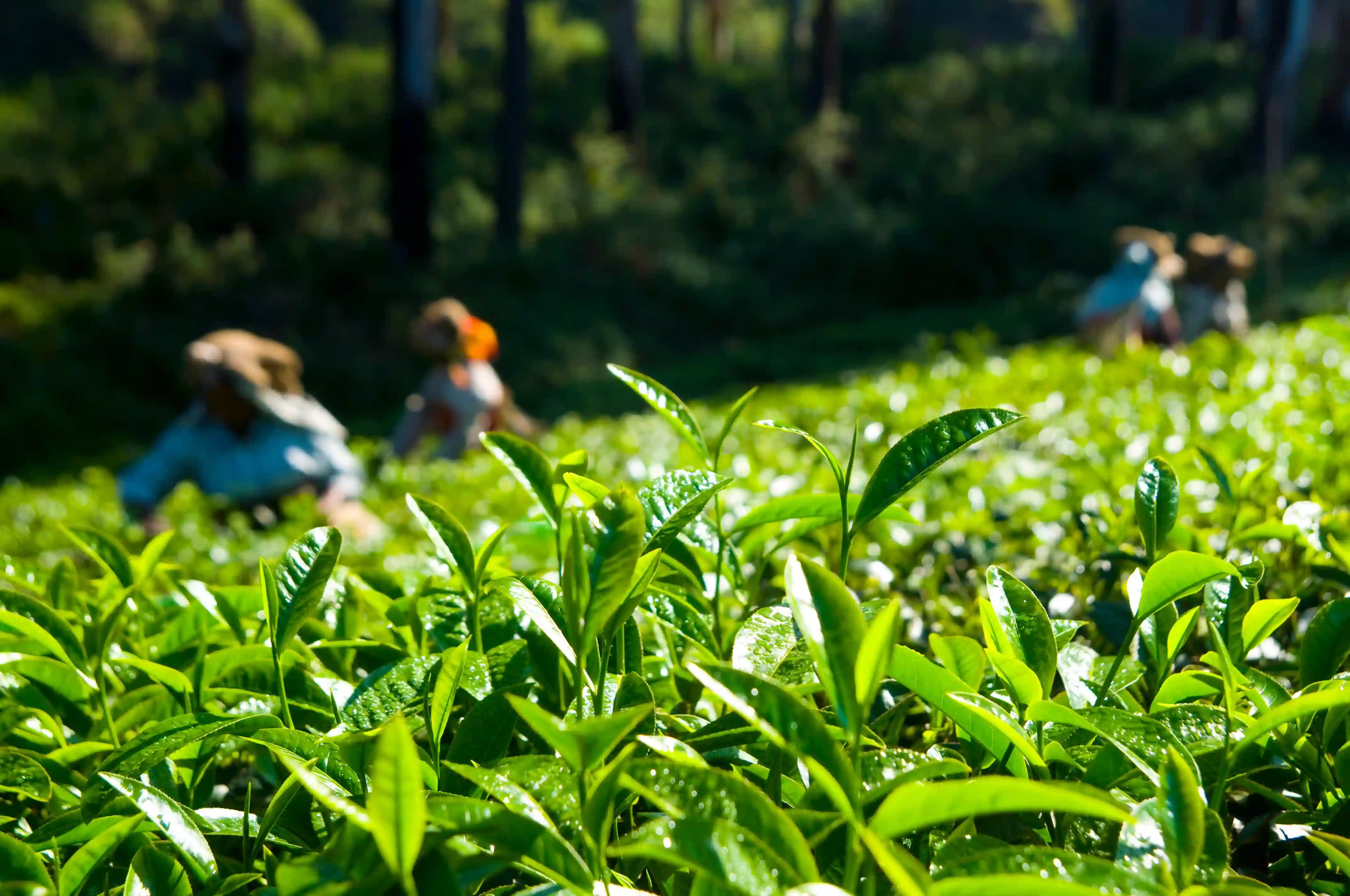 Tea farmers Kenya